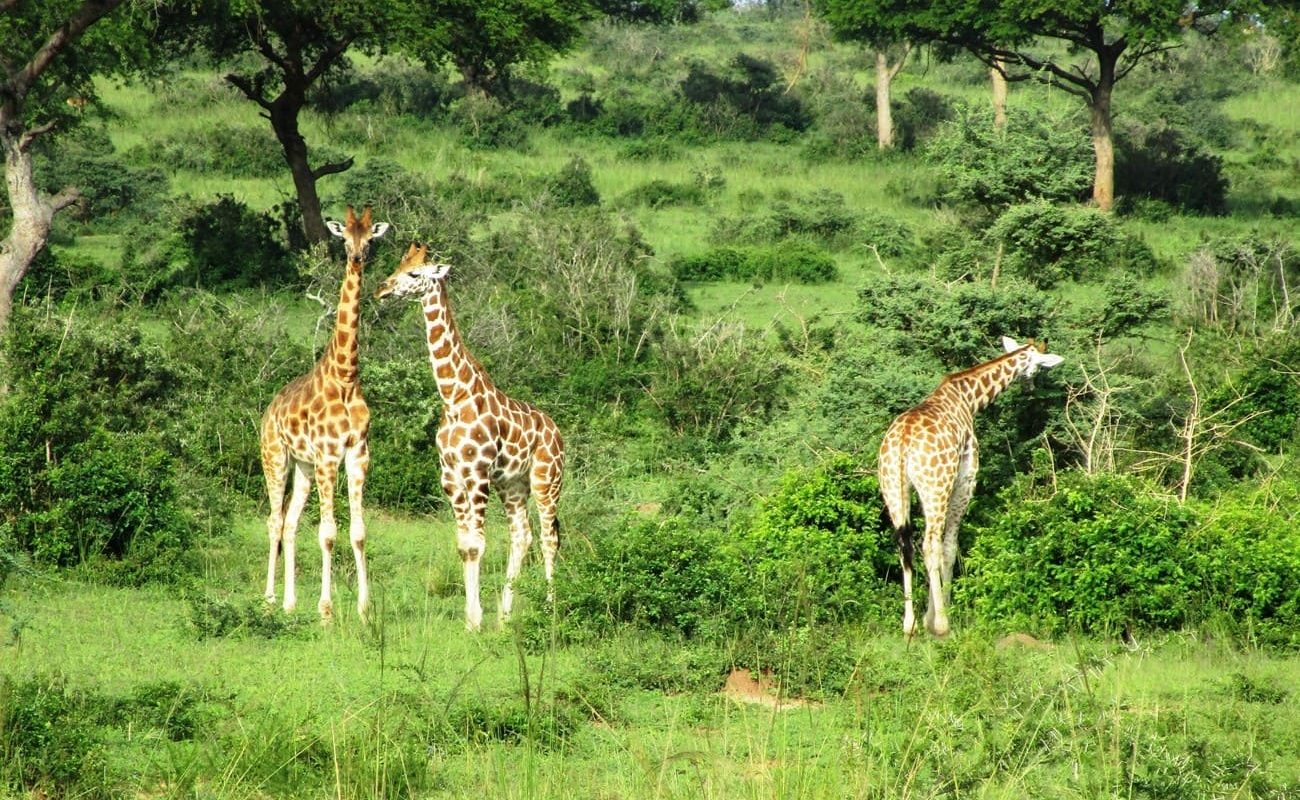 Privatsafari Uganda Murchinson Falls Safari Giraffen im Murchinson Falls Nationalpark