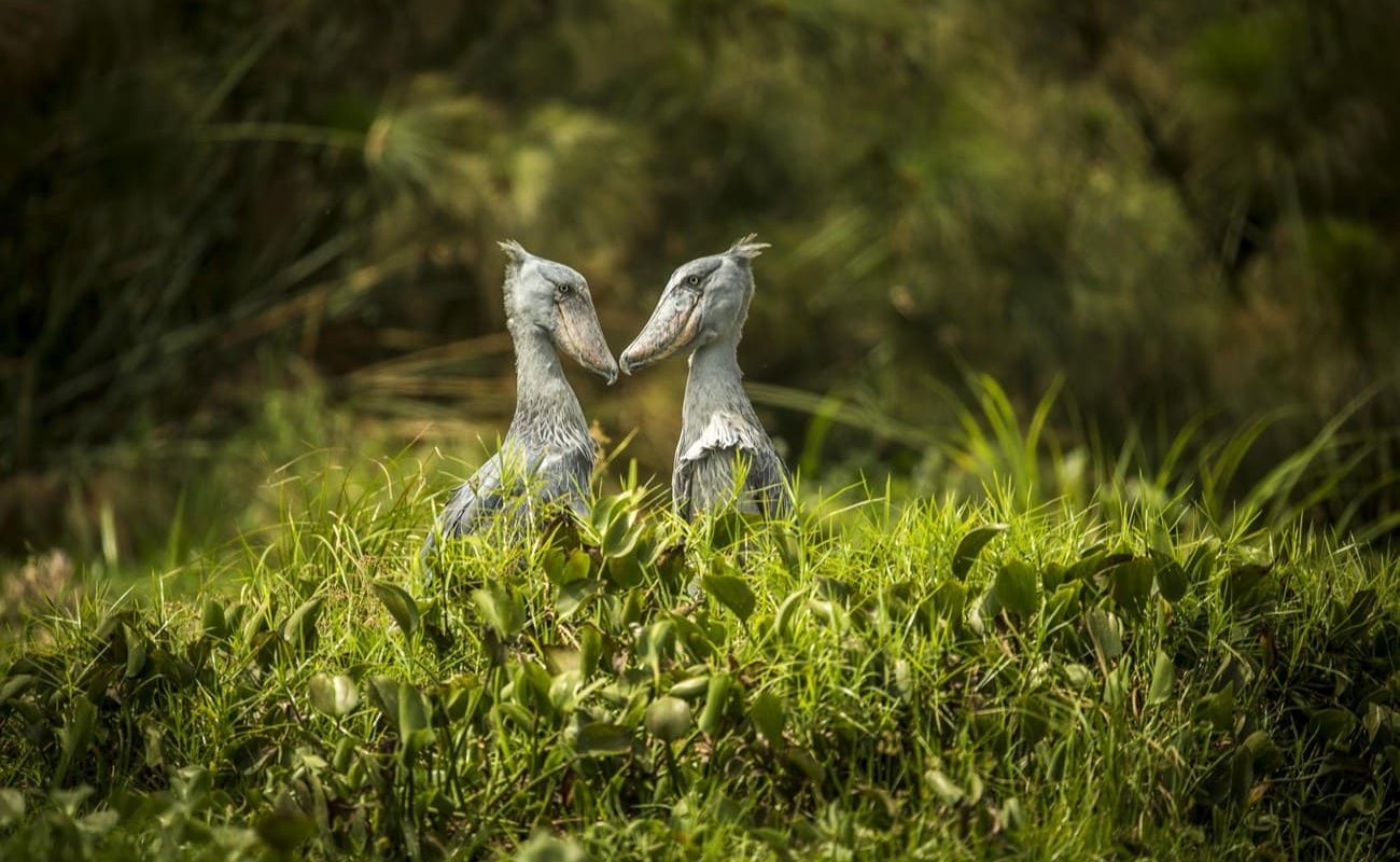 Privatsafari Uganda Shoebill Shoebill - das Wappentier von Uganda