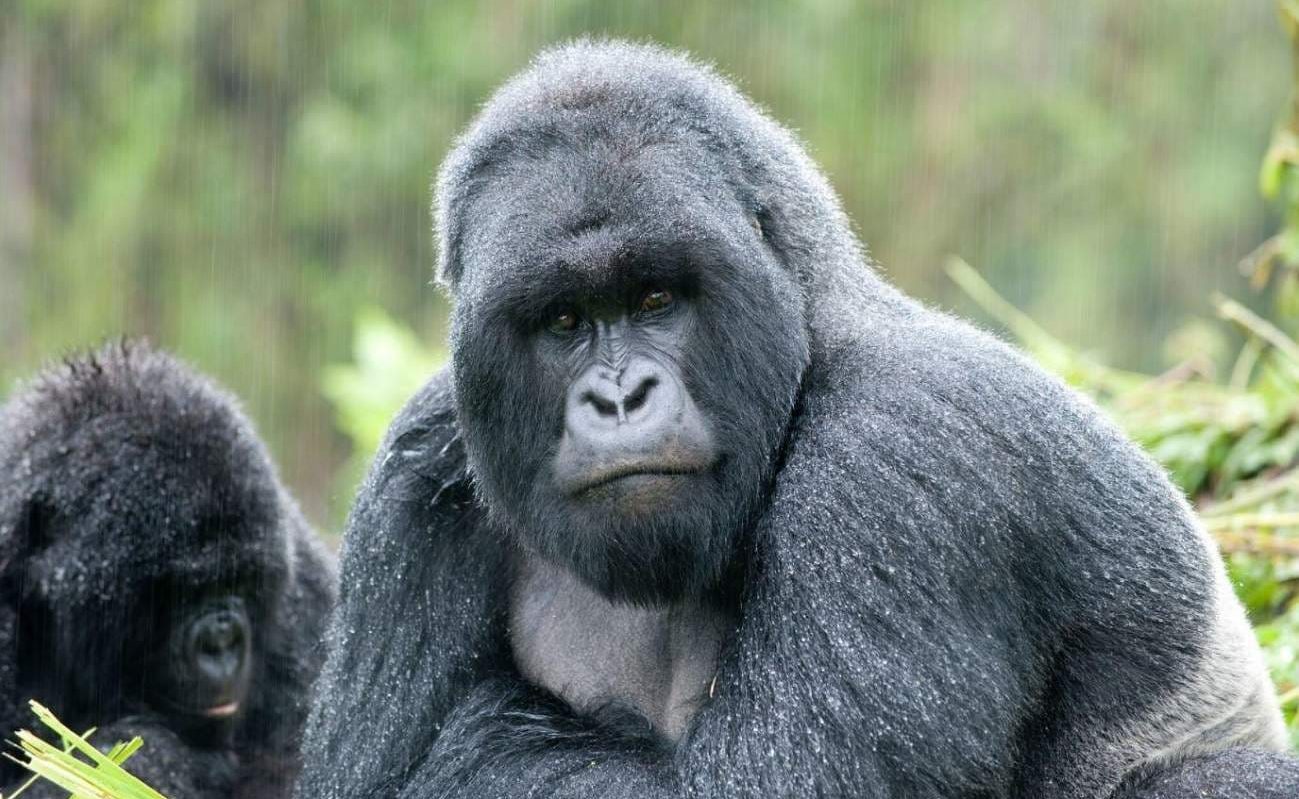 Privatsafari Uganda Silverback Gorillatrekking Uganda