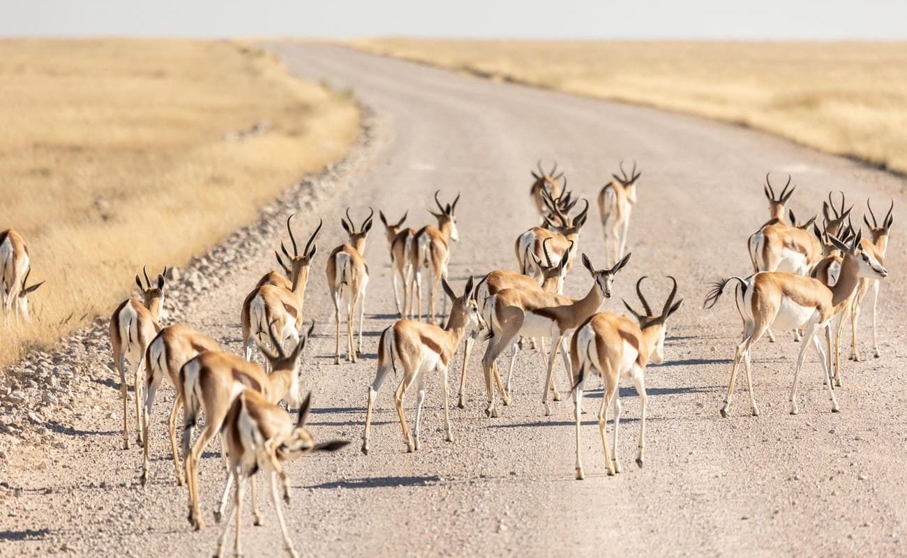 etosha oberland Pirschfahrt Etosha Pirschfahrt im Etosha Nationalpark