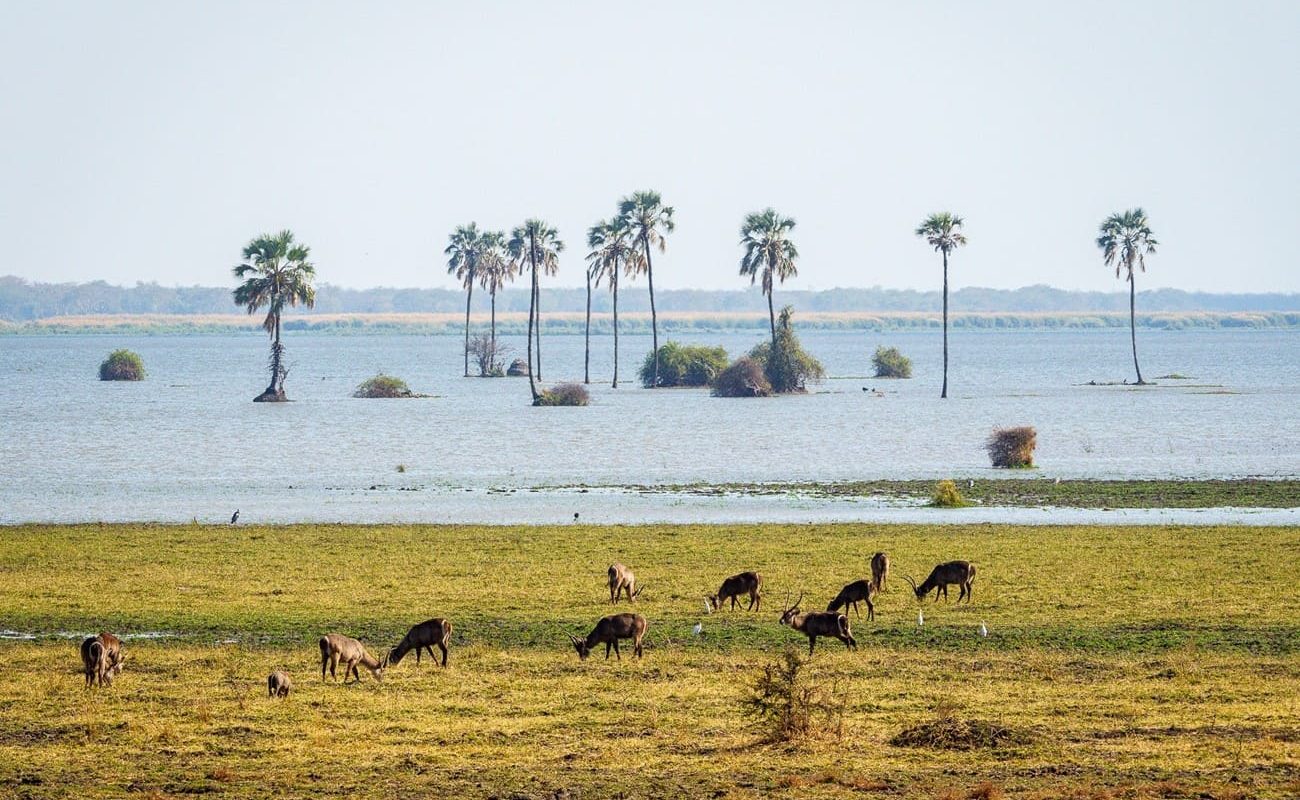 Große Malawi Rundreise Liwonde Nationalpark Liwonde Natinoalpark