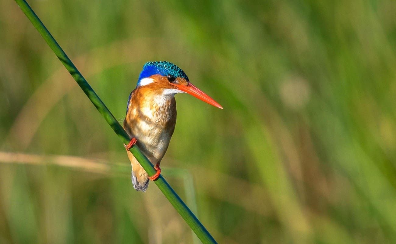 Malawi Süden Eisvogel Eisvogel Malawi