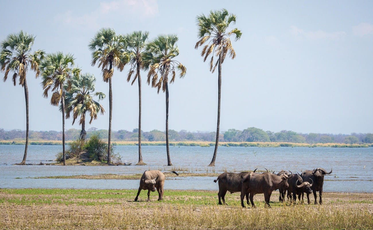 Malawi Süden Liwonde Büffel Büffel im Liwonde
