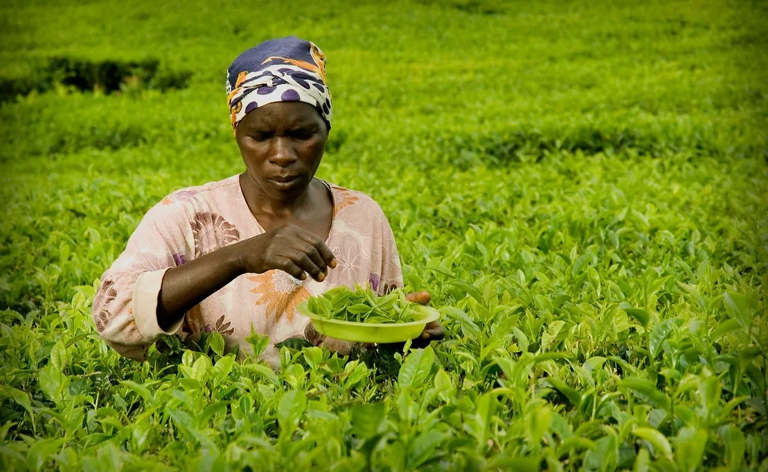 Malawi Süden Satemwa Tea Estate Teeernte in Malawi