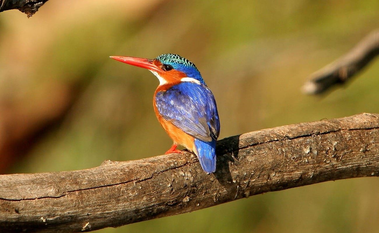 Malawi ist ein Paradies für Vogelliebhaber