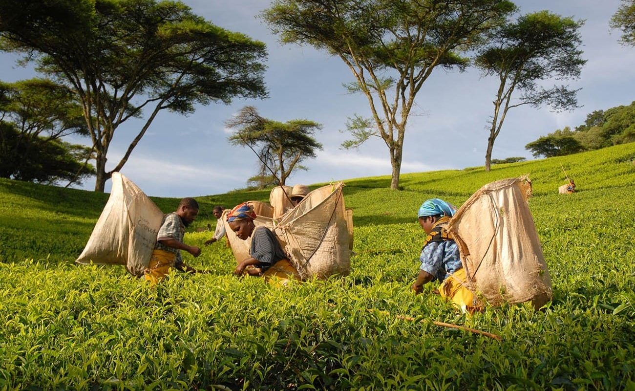 Teepflücker Satemwa Tea Estate