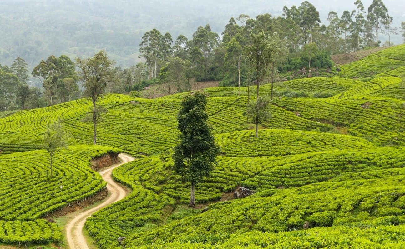 Sri Lanka entstpannt Teeplantagen Teeplantagen im Hochland von Sri Lanka