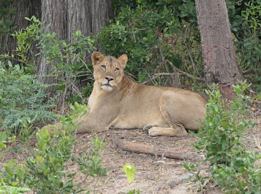 Löwe in Malawi