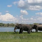 Der ultimative Leitfaden für eine Safari in Malawi