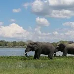 Der ultimative Leitfaden für eine Safari in Malawi