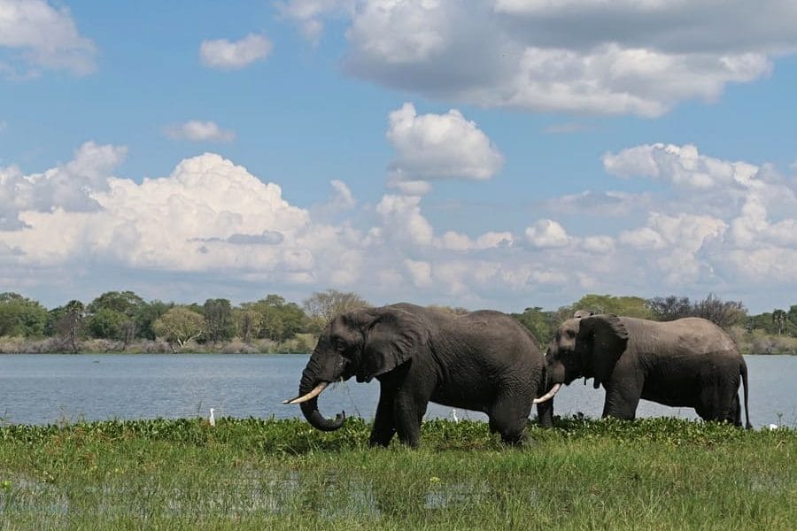 Der ultimative Leitfaden für eine Safari in Malawi