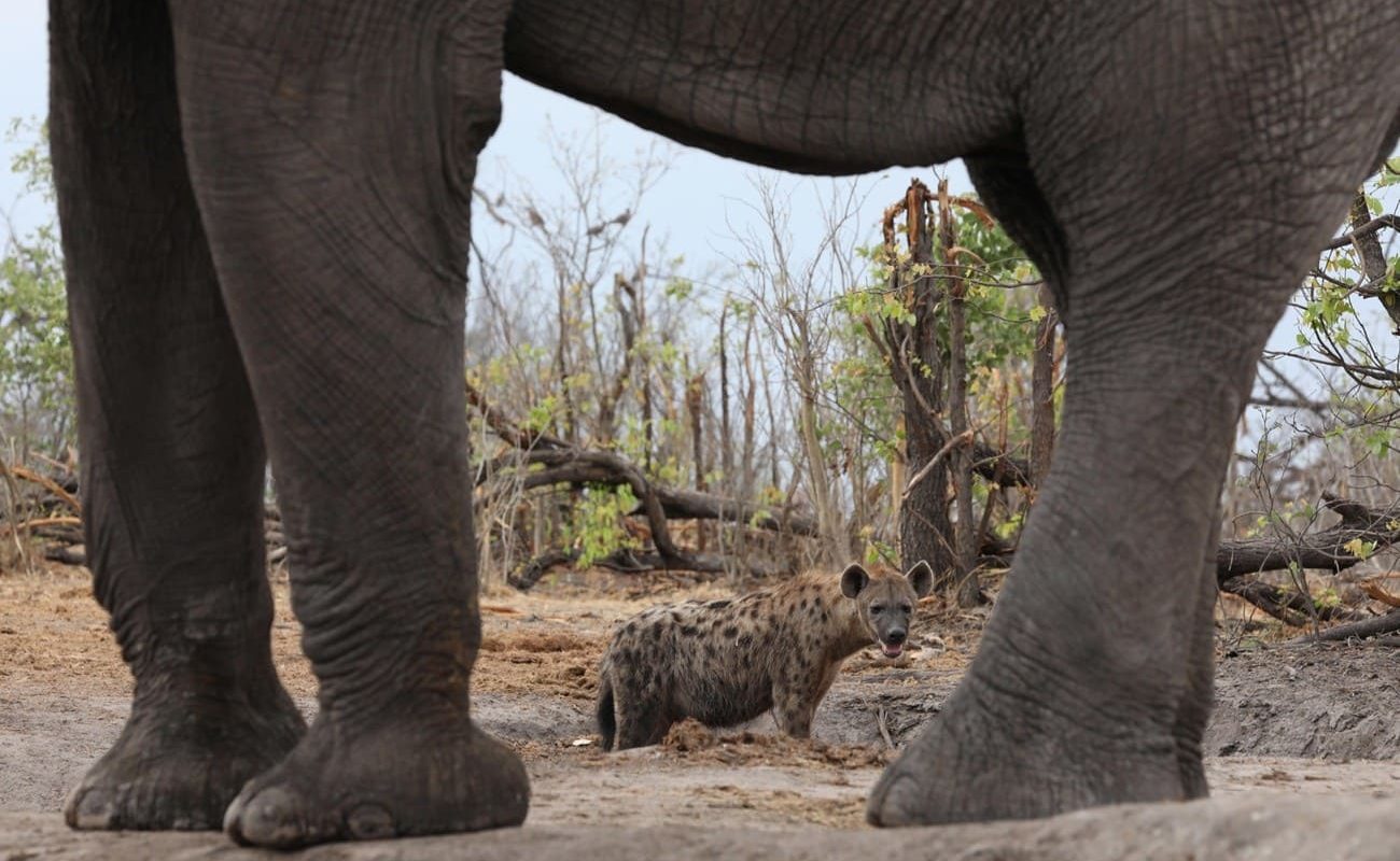 Elephant Pan Safari Safari in Elephant Pan