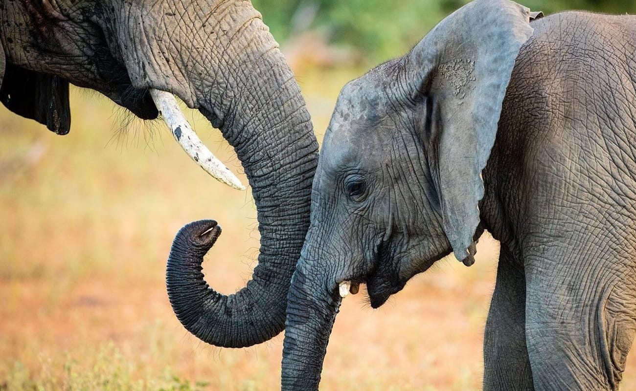 Krüger, Kapstadt, Winelands und Westküste Elefanten Krüger