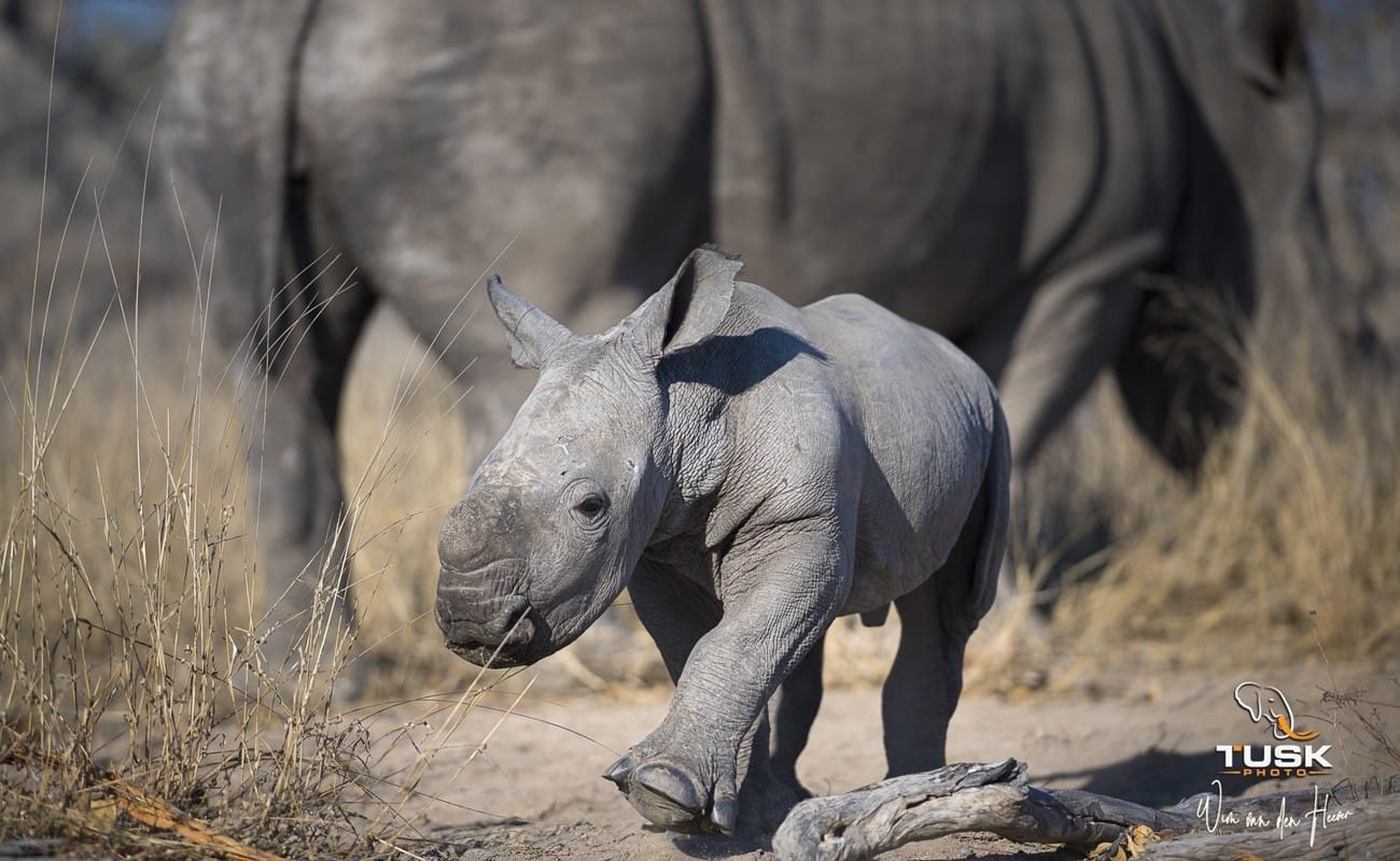 Krüger, Kapstadt, Winelands und Westküste Rhino Krüger Nashörn am Krüger