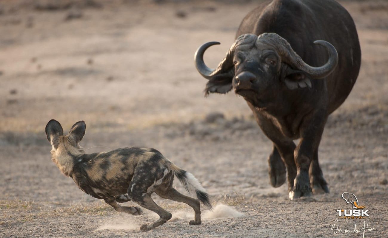 Krüger, Kapstadt, Winelands und Westküste Wildhund Krüger Wildhund und Büffel im Krüger
