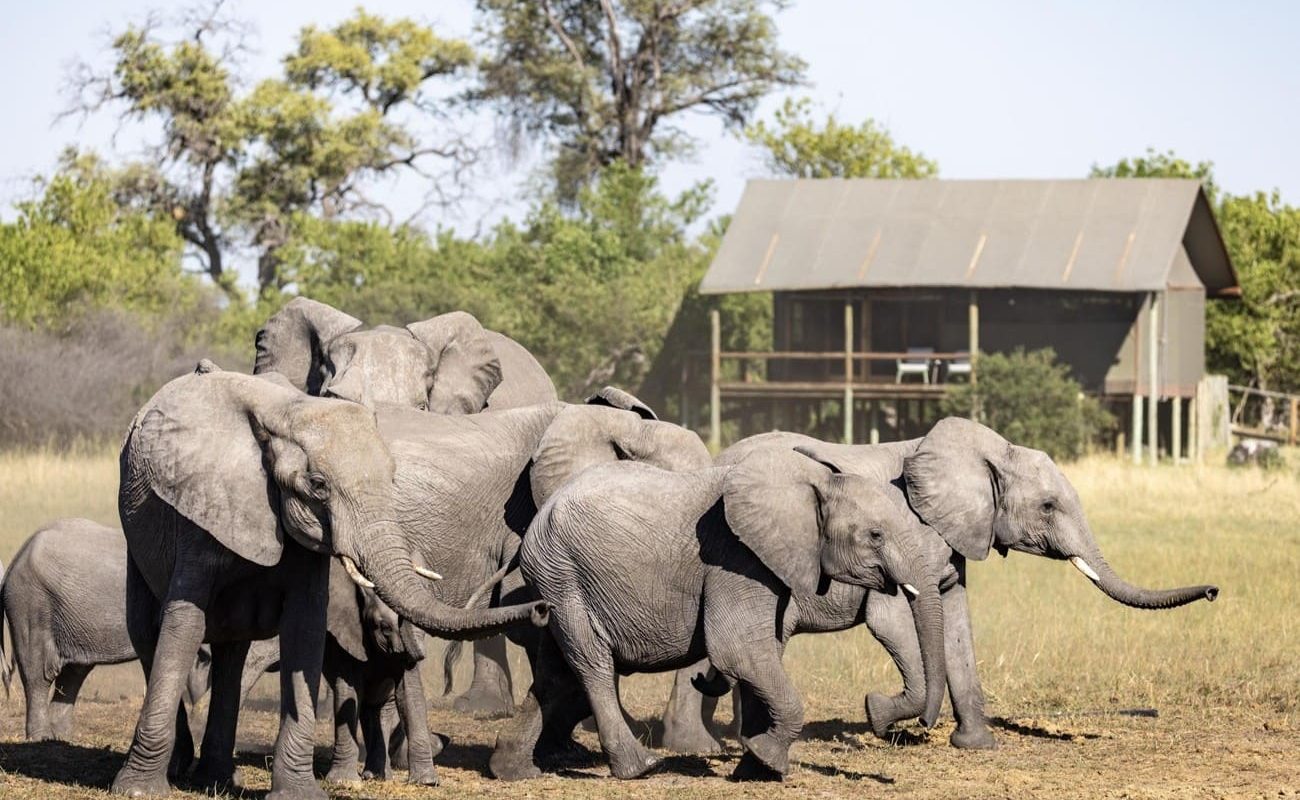 Mokolwane Elefanten vor dem Camp
