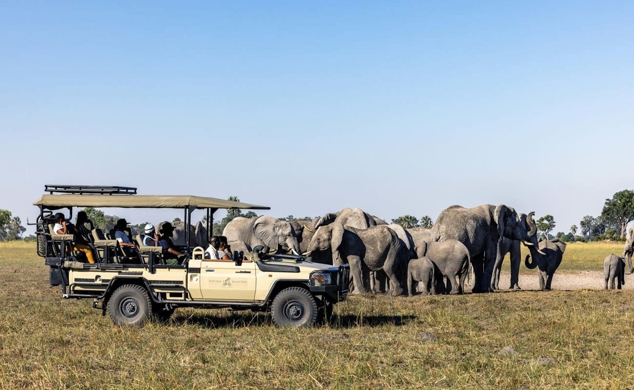 Mokolwane Pirschfahrt Pirschfahrt bei Mokolwane
