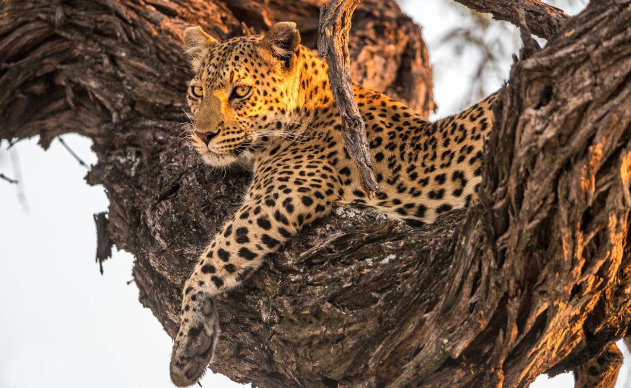 Mokolwane Safari Leopard Auf Safari bei Mokolwane