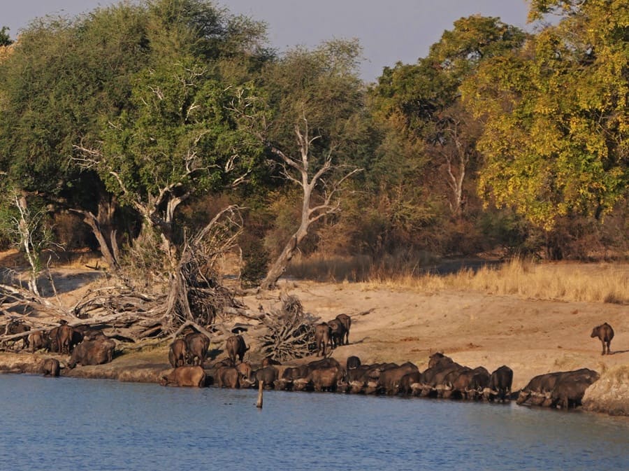 Im Zambezi National Park