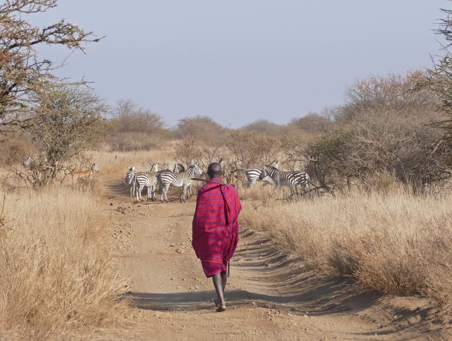 Nature Walk Elerai Zebras Massai