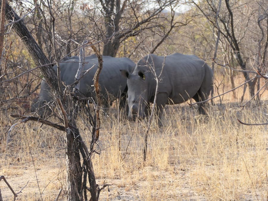 Rhinos Matobo