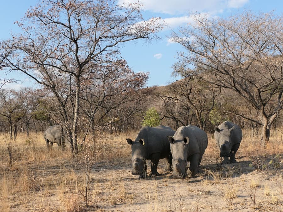 Nashörner Simbabwe Matobo