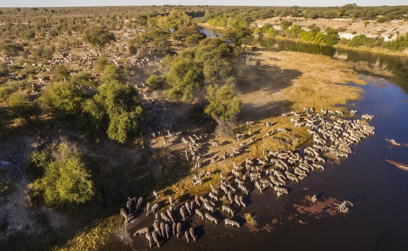 Meno a Kwena Zebramigration Zebra Migration am Boteti River