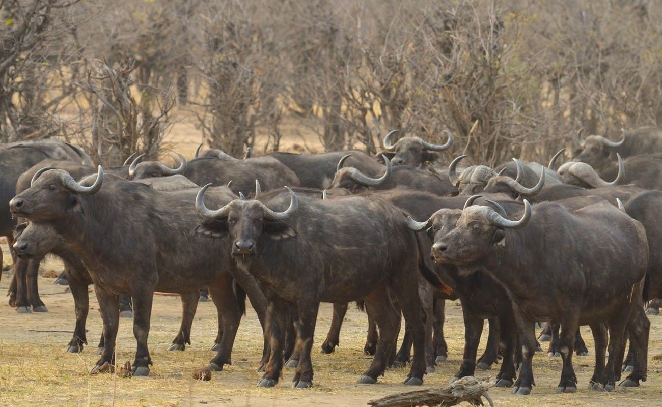 Authentisches Simbabwe Hwange Büffel Büffelherde im Hwange Nationalpark