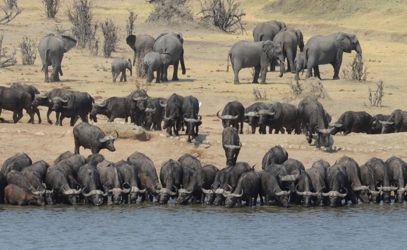 Authentisches Simbabwe Hwange Pirschfahrt Büffel und Elefanten im Hwange