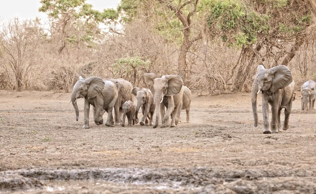 Authentisches Simbabwe Mana Pools Elefanten in Mana Pools