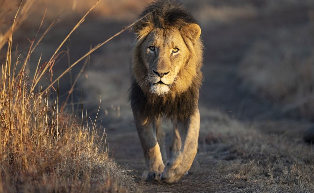 Löwe im Nambiti Game Reserve