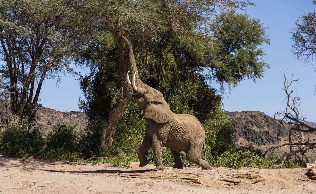 Elefant im Damaraland