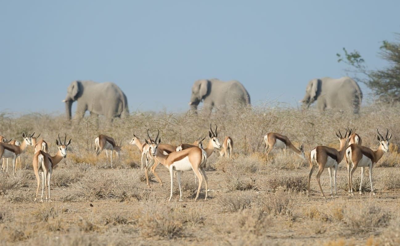 Der wildreiche Etosha Nationalpark