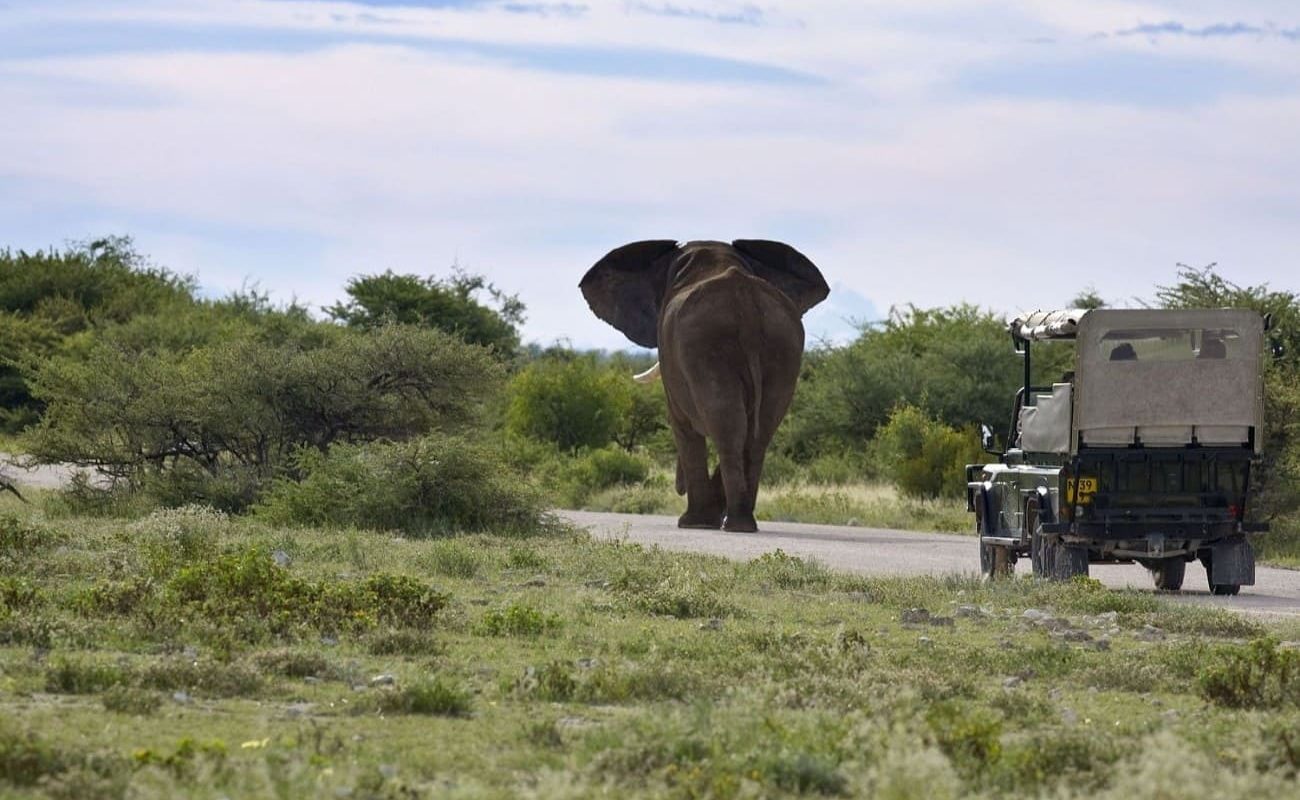 Pirschfahrt im Mushara nahe Etosha
