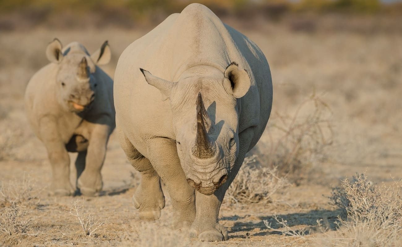 Rhinos im Etosha Nationalpark