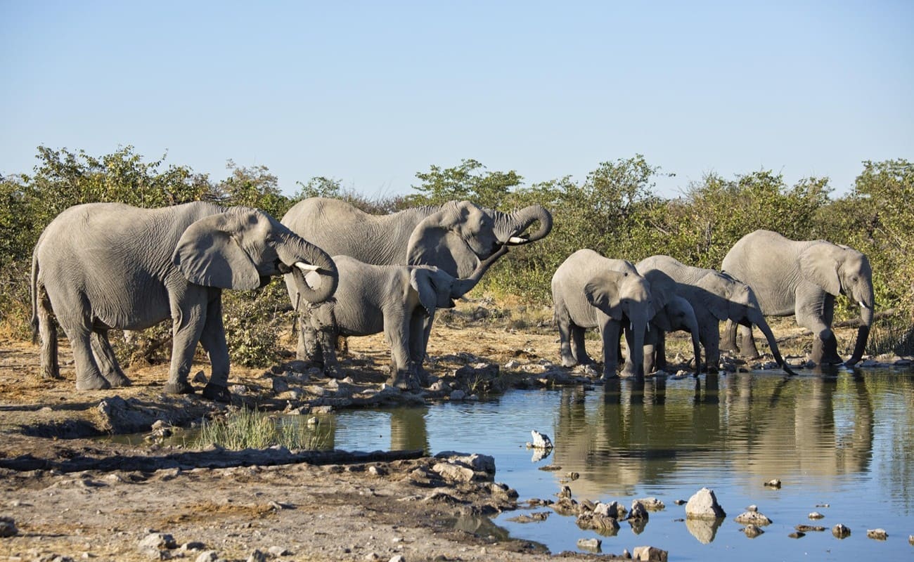 Am Wasserloch in Etosha Heights