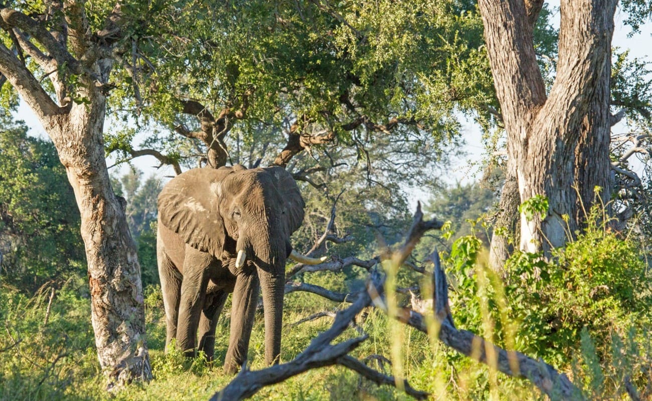 Elefant in Botswana