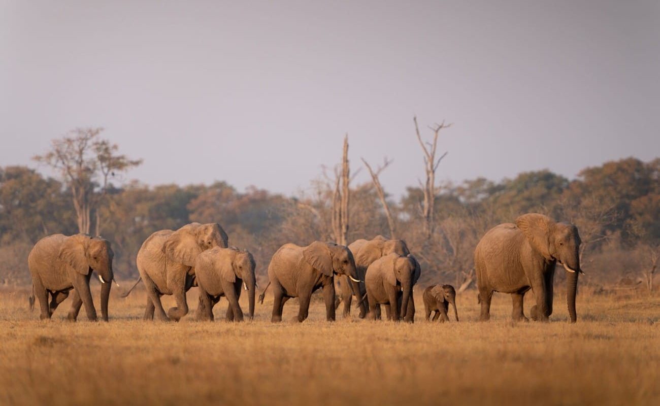 Elefanten im Moremi Wildreservat