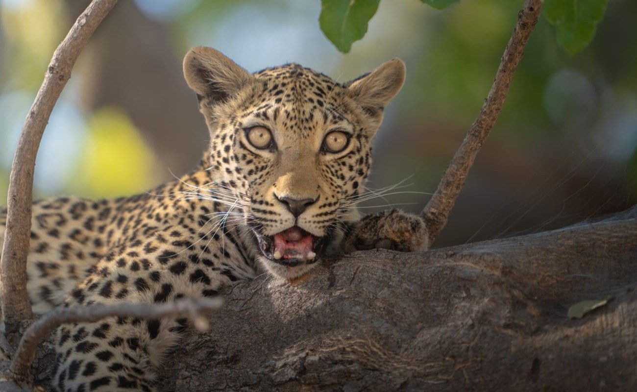 Leopard im Moremi Wildreservat