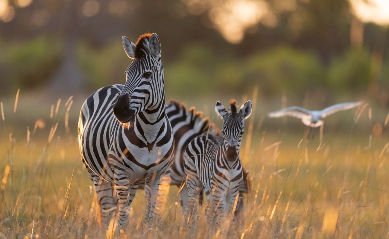 Zebras im Moremi Wildreservat