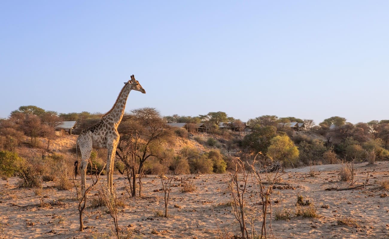 Giraffen vor Meno a Kwena