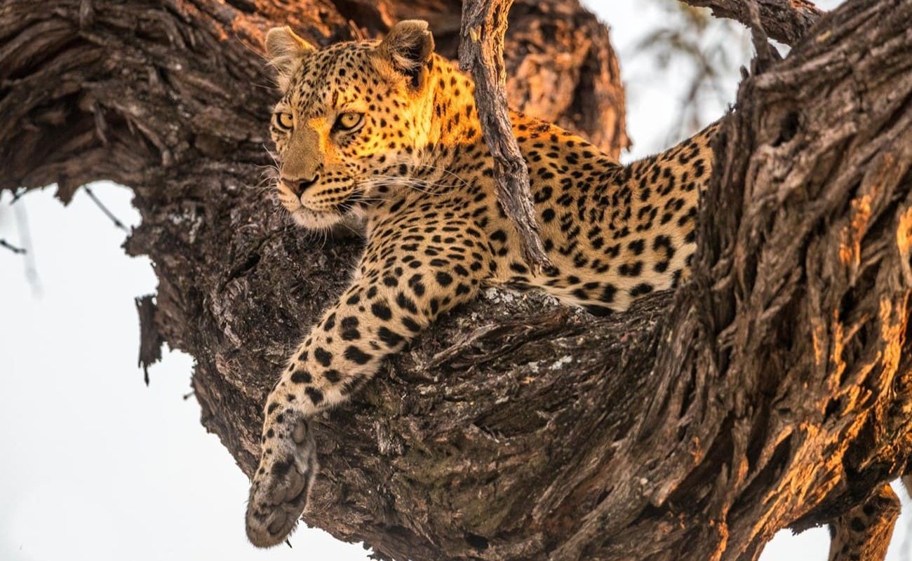 Leoparden in der privaten Konzession von Mokolwane