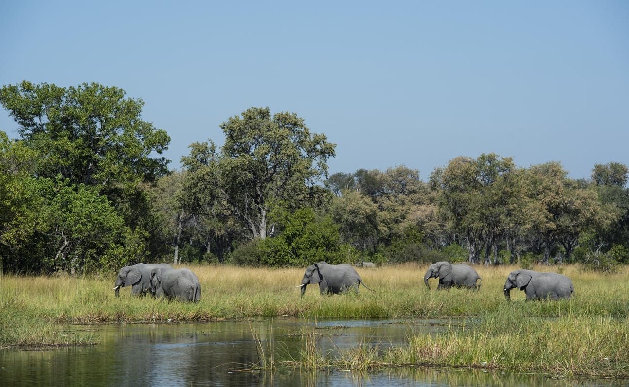 Elefanten im Khwai Private Reserve