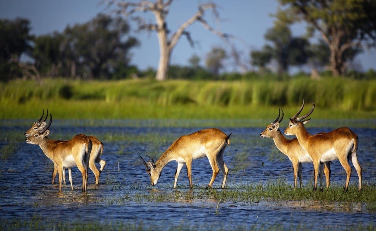 Red Lechwe - typische für das Okavango Delta