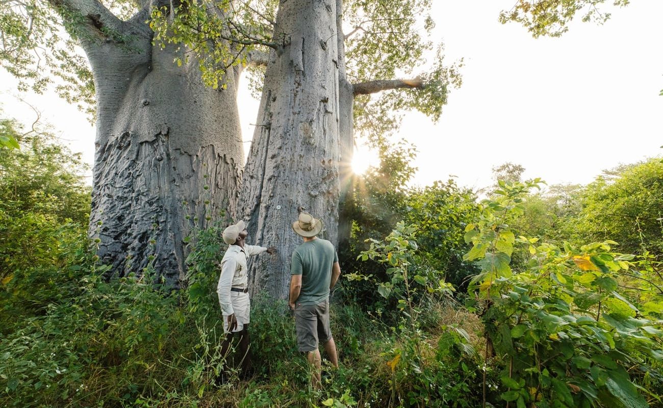 Baobab Tree auf Tsowa Island