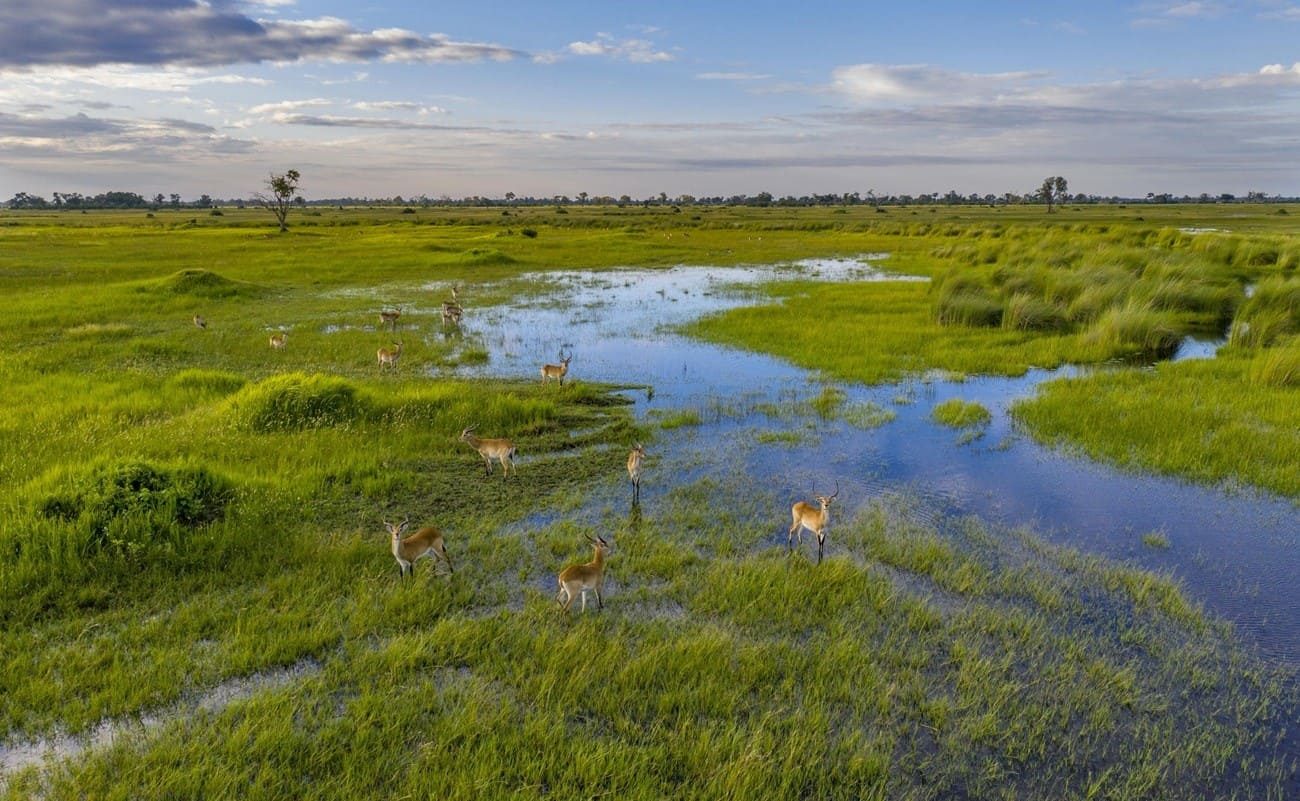 Lechwe im Okavango Delta