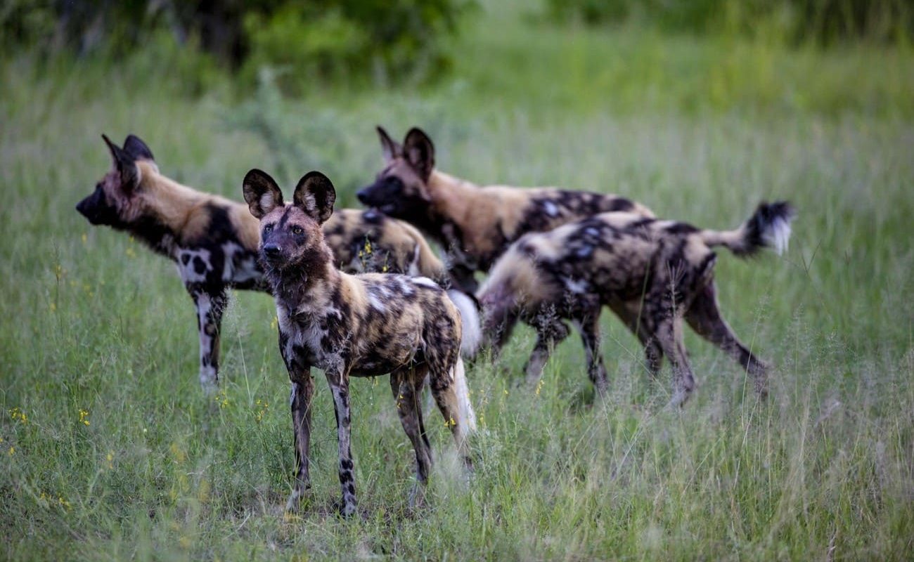 Wild Dogs im Khwai Private Reserve