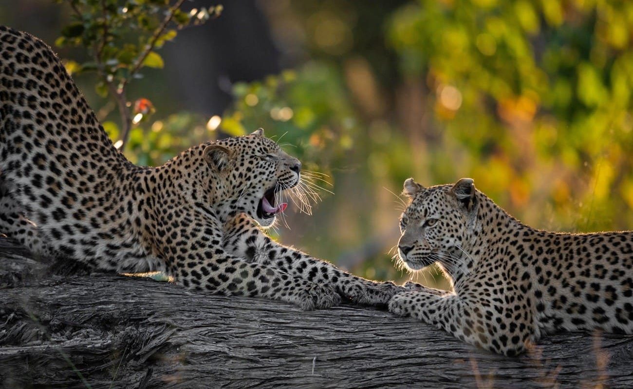 Leoparden im Khwai Private Reserve in Botswana