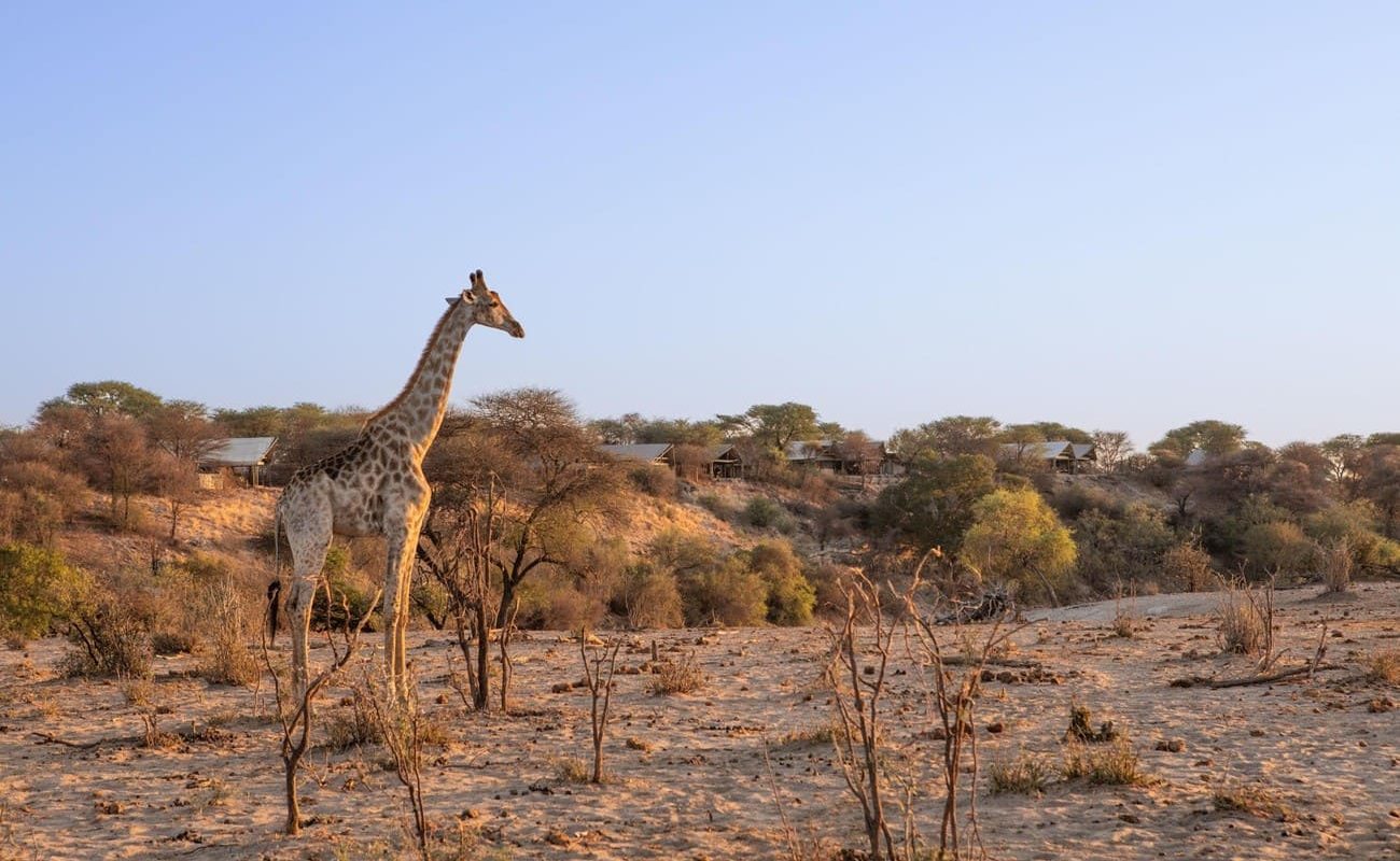 meno a kwena Makgadikgadi