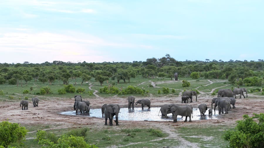 Jahresrückblick 2025 Botswana Elefantenherde